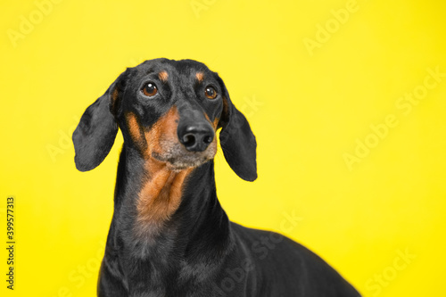 portrait of a adorable Dachshund dog, black and tan, on a trended colorful yellow background