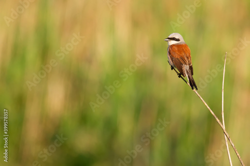 Red-backed shrike, Lanius collurio. An adult male bird sits on a cane stalk on the river bank.