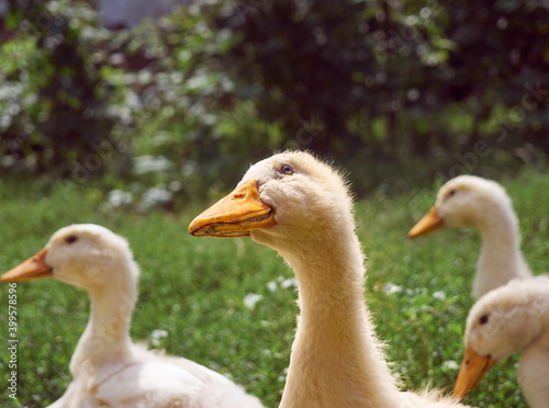 Domestic ducks on the farm.