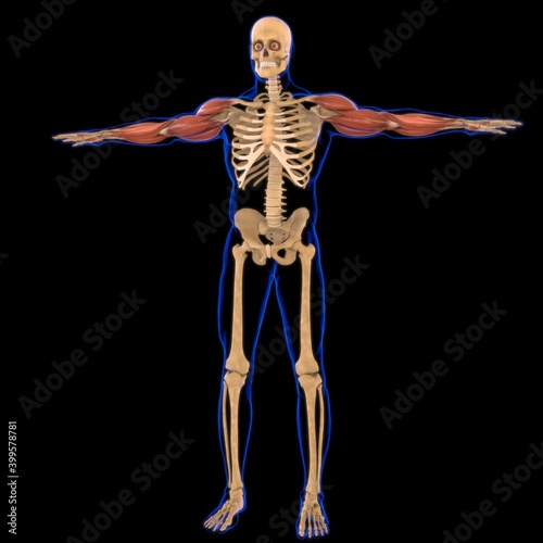 Arm Muscle Anatomy For Medical Concept 3D photo