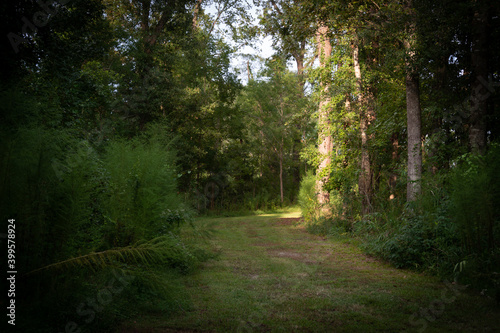 Late afternoon footpath in the woods