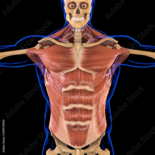 Torso Muscle Anatomy For Medical Concept 3D photo