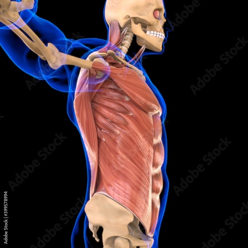 Torso Muscle Anatomy For Medical Concept 3D