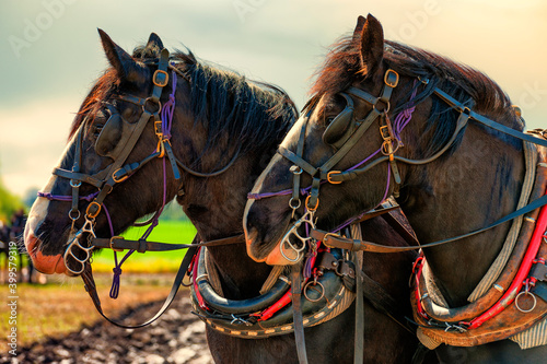 Obraz na płótnie Closeup of draft horses and thier work harnesses