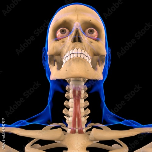 Sternohyoid Muscle Anatomy For Medical Concept 3D photo