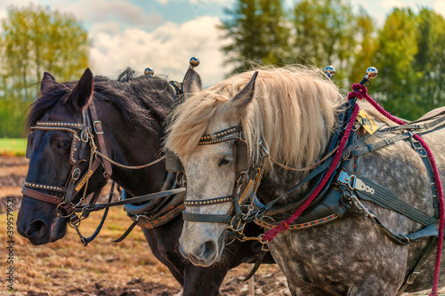 Closeup of draft horses and thier work harnesses
