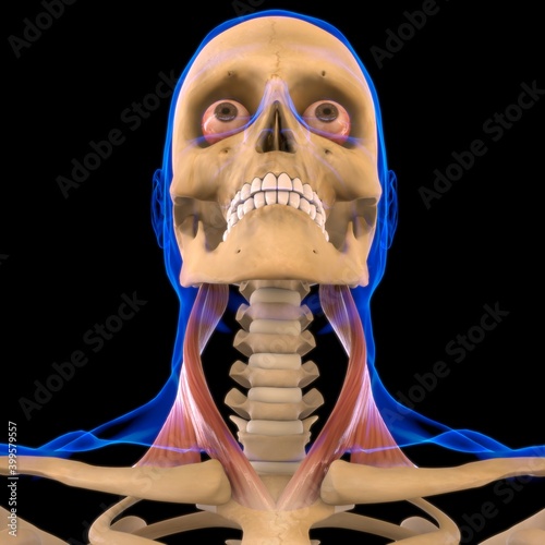 Sternocleidomastoid Muscle Anatomy For Medical Concept 3D photo