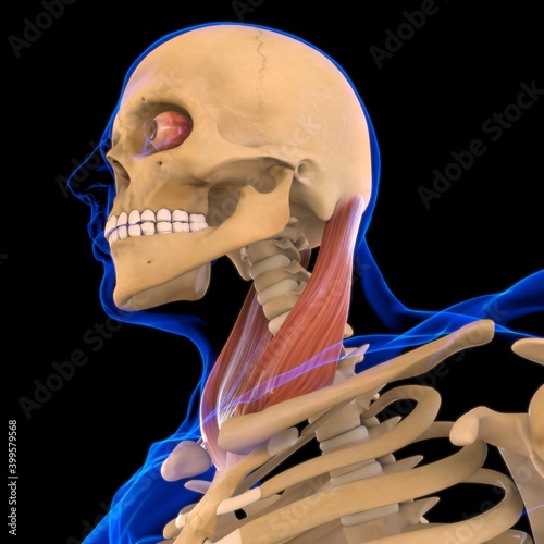 Sternocleidomastoid Muscle Anatomy For Medical Concept 3D photo