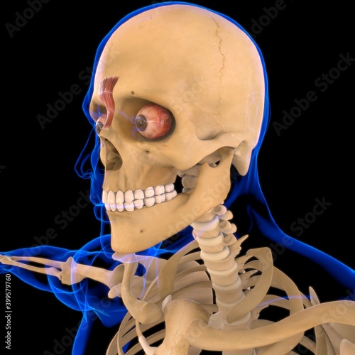 Procerus Muscle Anatomy For Medical Concept 3D photo