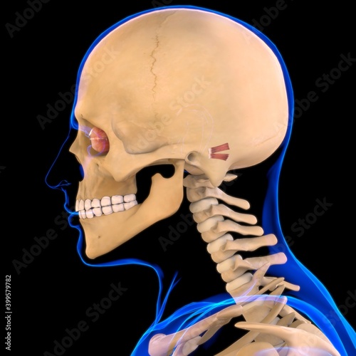 Posterior Auricular Muscle Anatomy For Medical Concept 3D photo