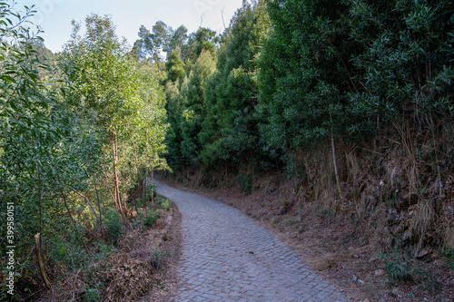 Cobblestone road in the middle of an Acacia longifolia dense forest. Invasive plants. Bright sunlight. Porto.