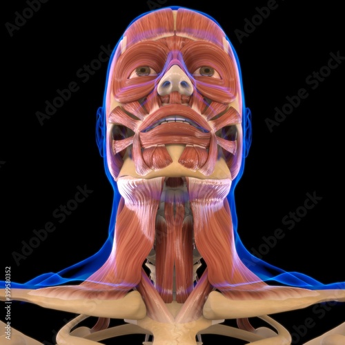 Head Muscle Anatomy For Medical Concept 3D photo