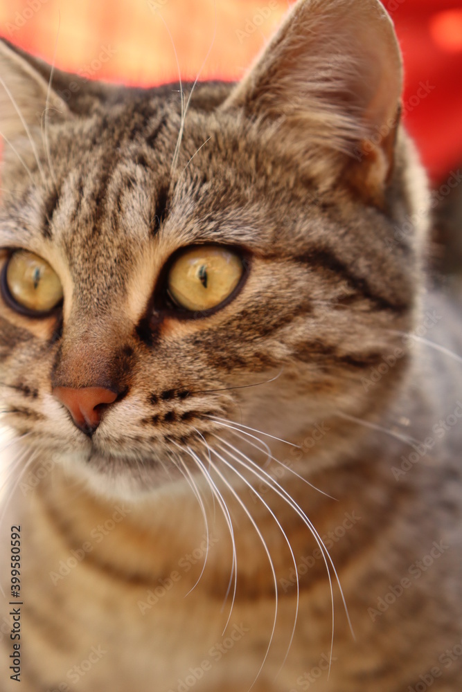 close up of a cat