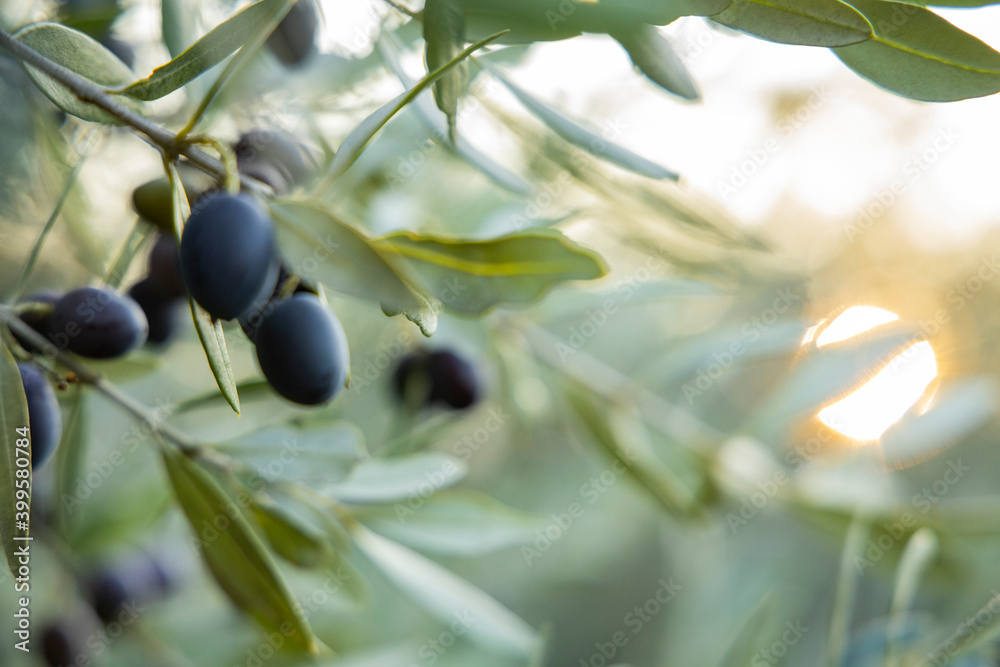 Details of uncultivated olives on the branches, in the background the warm sunlight creates an enveloping blur. Details of uncultivated olives on the branches, in the background the warm sunlight creates an enveloping blur.