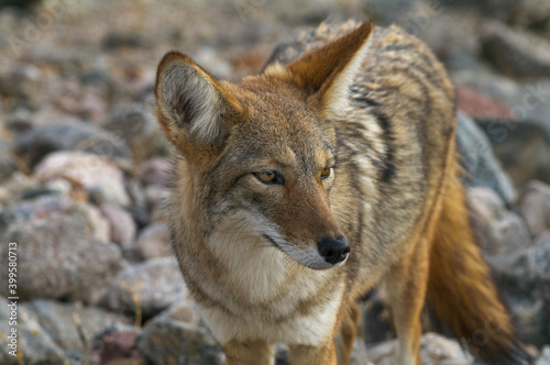 Image of a coyote (Canis latrans) in Death Valley National Park, California.