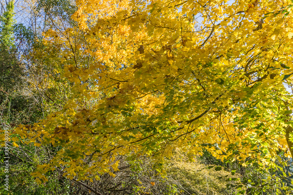 Fall Leaves On Branches Fall Leaves On Branches
