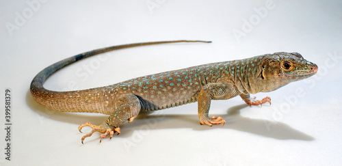 Jayakar’s Lacertid // Omaneidechse (Omanosaura jayakari) photo
