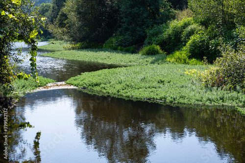 River covered with vegetation. parrot's-feather plant covering the river. Green vegetation and brightlight. Porto.