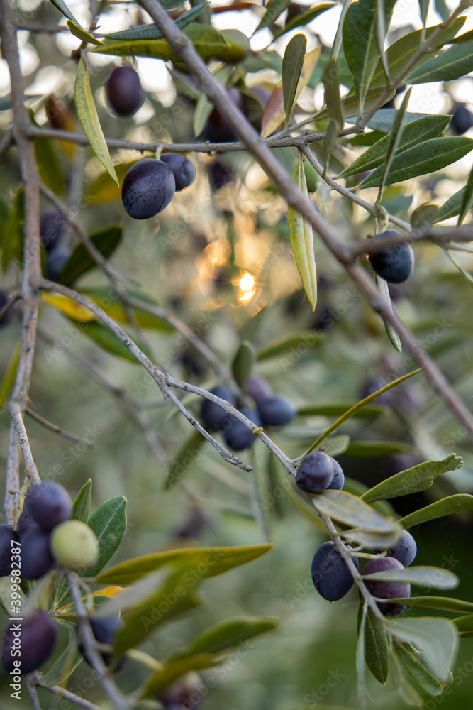 Details of uncultivated olives on the branches, in the background the warm sunlight creates an enveloping blur. Details of uncultivated olives on the branches, in the background the warm sunlight creates an enveloping blur.