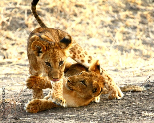 Obraz na plátně Two wild lion cubs play-fighting in Selous Game Reserve, Tanzania