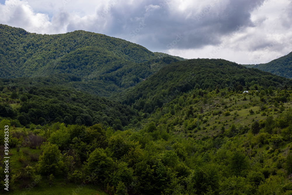 forest in the mountains