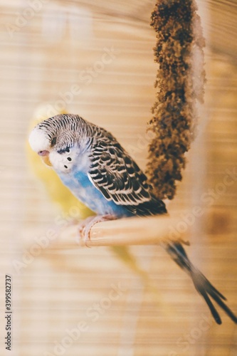 Blauer Wellensittich sitzt mit gebeugtem Kopf auf seiner Holzstange photo