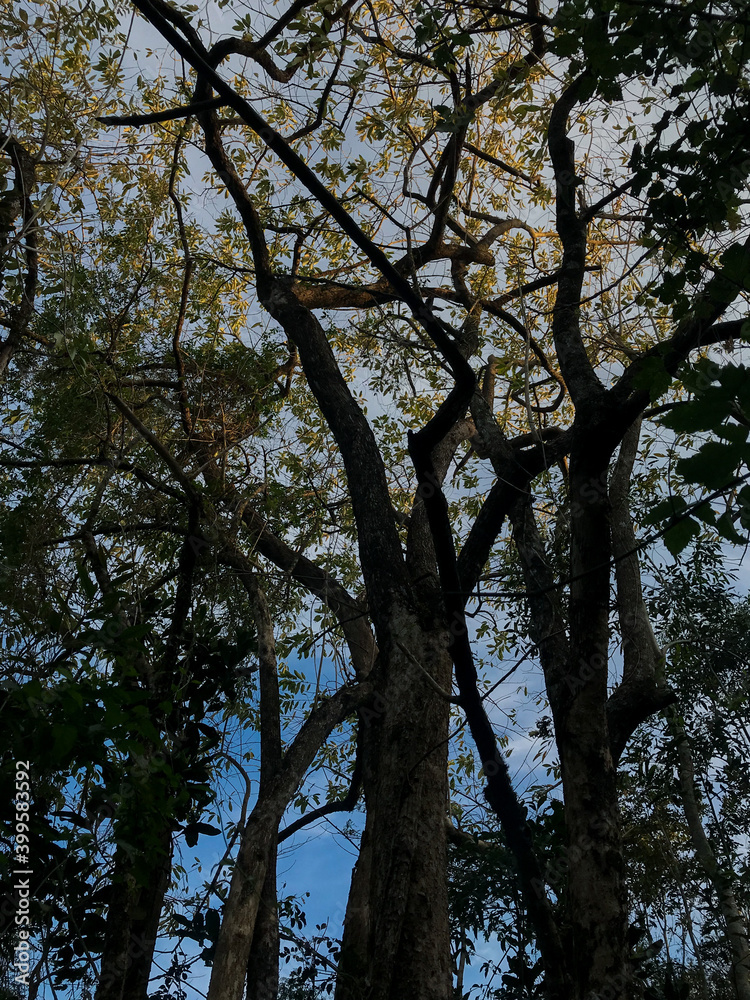 Obraz premium trees and sky