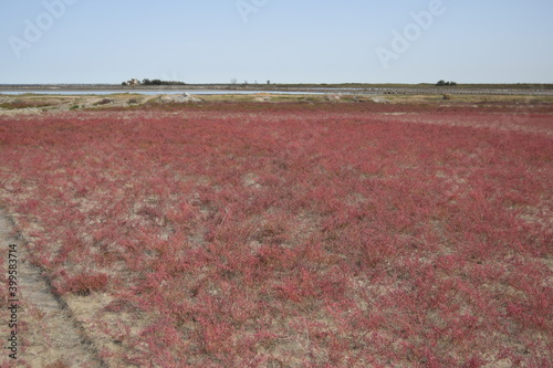 field of poppies