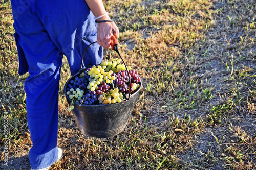 Woman winemaker picking grapes in her vineyard 