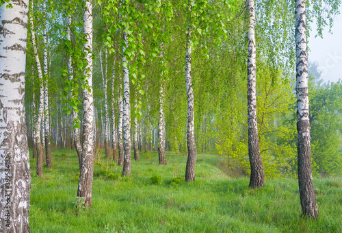 Fototapeta Naklejka Na Ścianę i Meble -  Amazing sunny morning in a birch grove. 
Beautiful spring landscape.