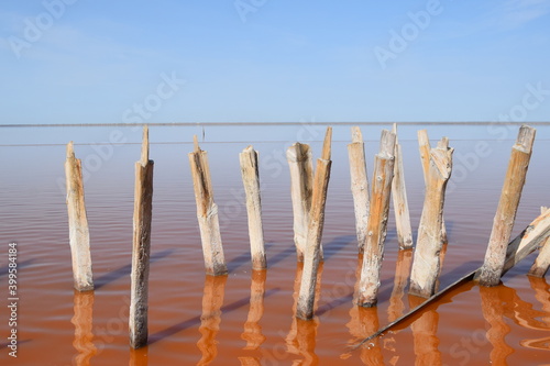 dried fish on the beach