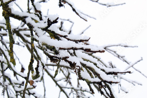 photography of snow lying on a tree branch  background image