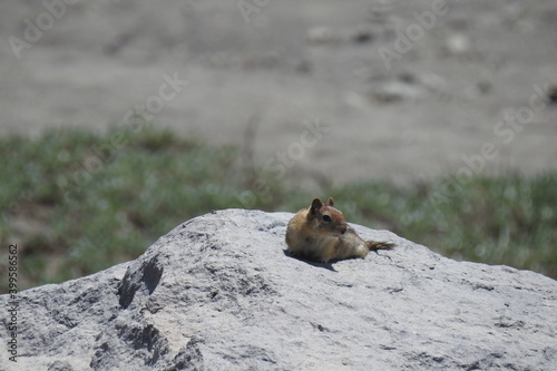 Golden-mantled ground squirrel relaxing on a granite boulder in the Shasta-Trinity National Forest, northern California.