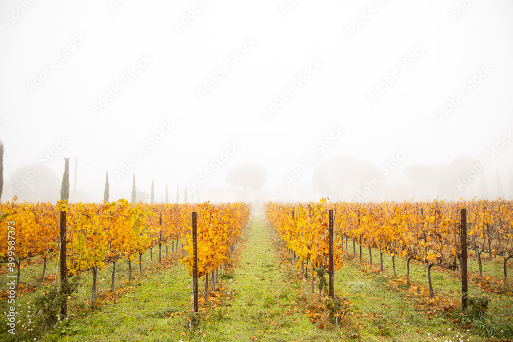 the colors of autumn in the countryside and in the vineyards , symmetrical crops into the fog