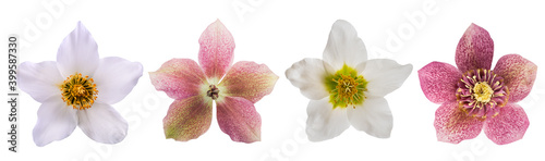 Billede på lærred Red and white hellebore