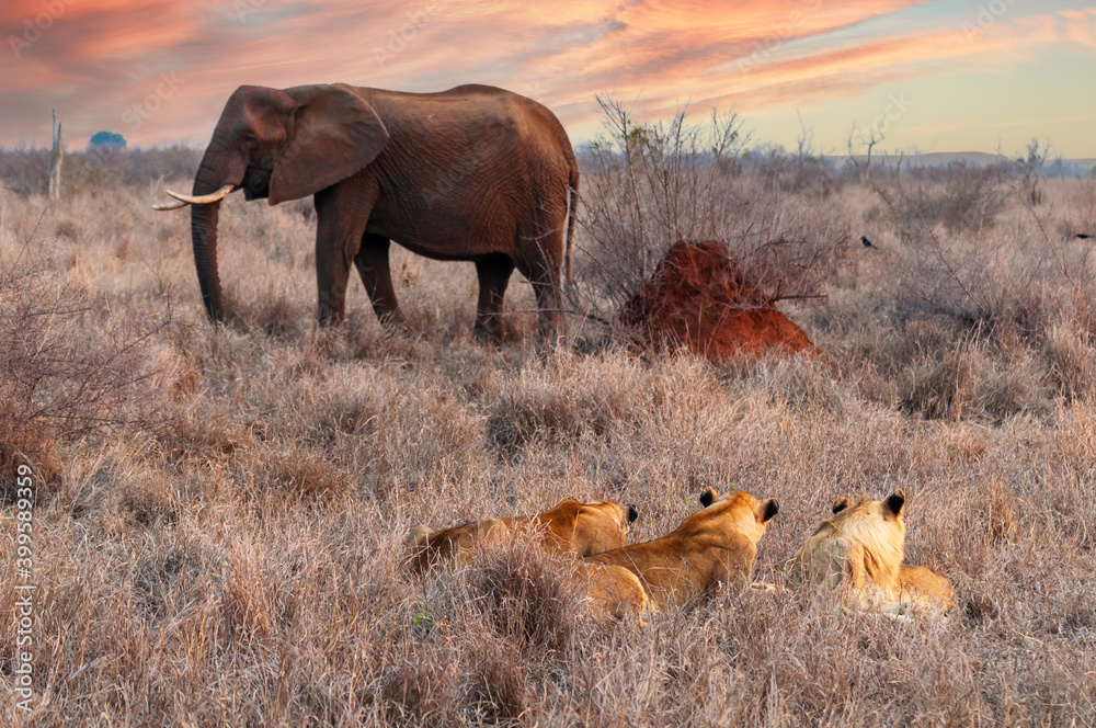 Lions hidden in the bush watching an unaware elephant passing by at sunset. Hlane National Park, Swaziland-eSwatini Lions hidden in the bush watching an unaware elephant passing by at sunset. Hlane National Park, Swaziland-eSwatini