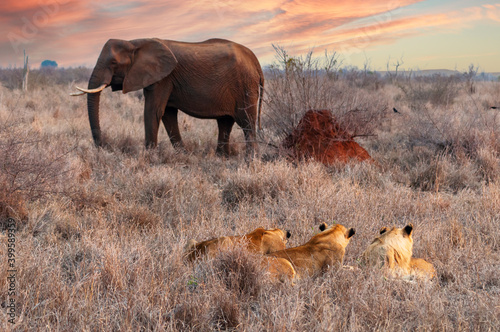 Lions hidden in the bush watching an unaware elephant passing by at sunset. Hlane National Park, Swaziland-eSwatini photo