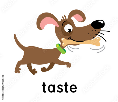 The dog carries a bone. One of five senses. Taste illustration