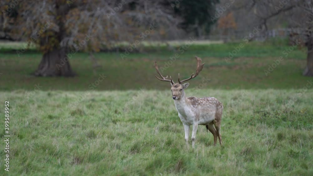 Deer standing in the grass at Charlcote Park Deer standing in the grass at Charlcote Park