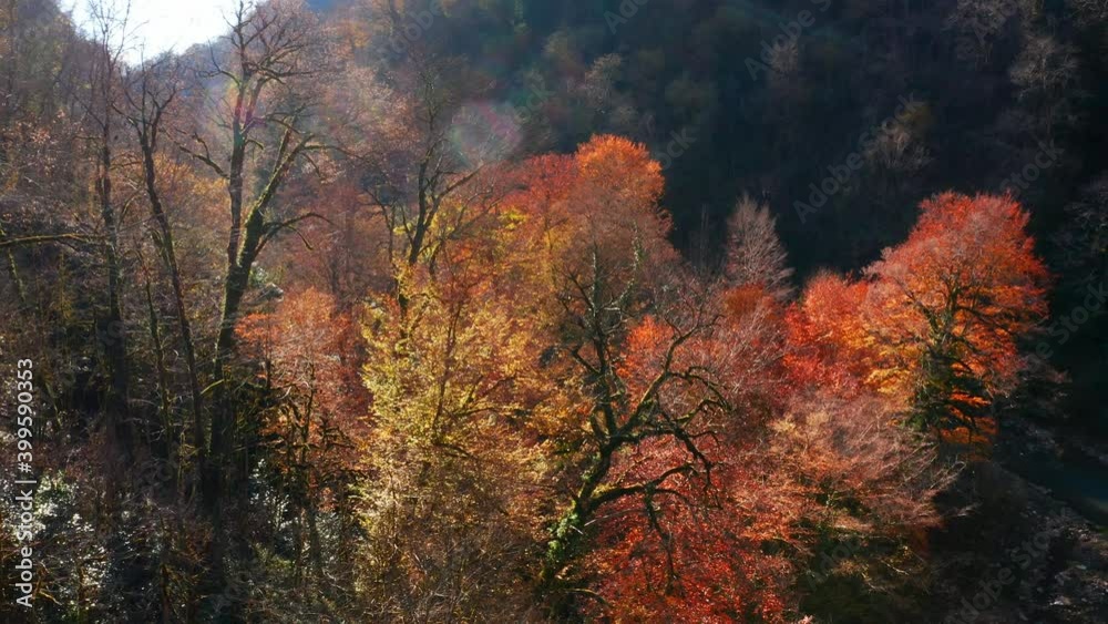 Khosta river at autumn. Flight over the river of Khosta in Caucasus Mountains during autumn sunny day. Yew and Boxwood Grove in Russia Khosta river at autumn. Flight over the river of Khosta in Caucasus Mountains during autumn sunny day. Yew and Boxwood Grove in Russia