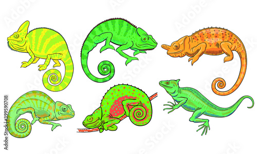 Hand drawn vector set of chameleons and basilisk isolated on white background. Stock illustration of colorful lizards.