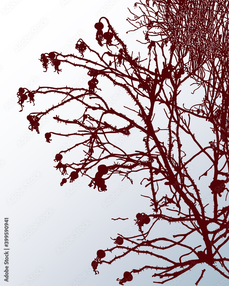 Vector image of silhouettes branches wild rose on snowy lawn on winter frosty day Vector image of silhouettes branches wild rose on snowy lawn on winter frosty day