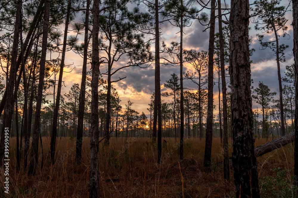 Sunrise Sky in Longleaf Pine Savanna Forest Sunrise Sky in Longleaf Pine Savanna Forest