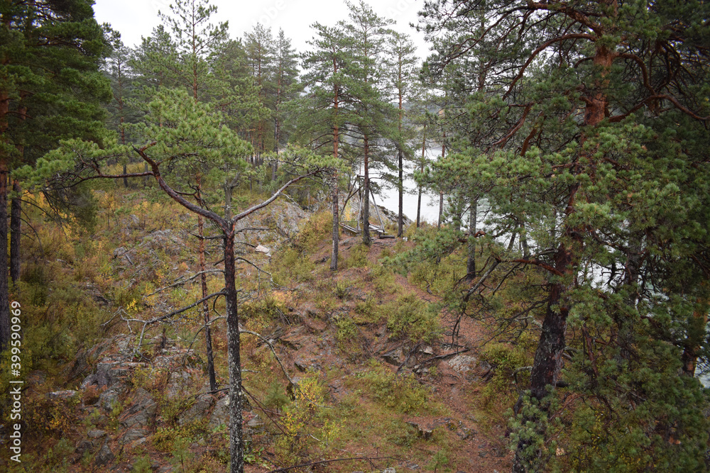 Obraz premium landscape with trees