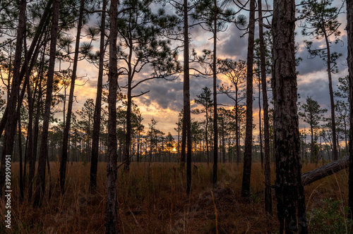 Fototapeta Naklejka Na Ścianę i Meble -  Sunrise Sky in Longleaf Pine Savanna Forest