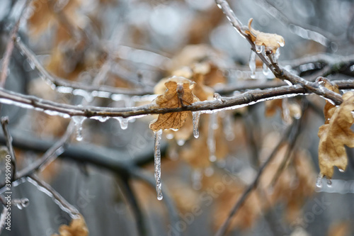  Tree branches covered with ice after an ice rain.