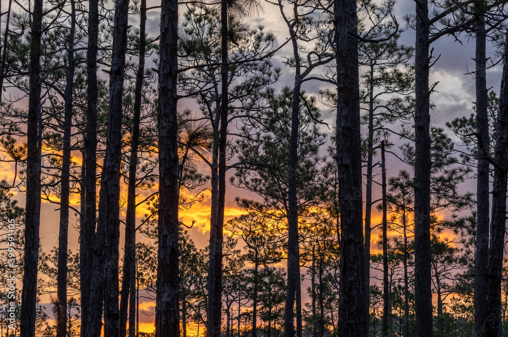 Fototapeta premium Sunrise Sky Through Trees