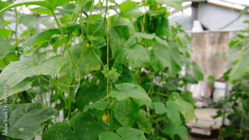 greenhouse with growing cucumbers, vegetable farm