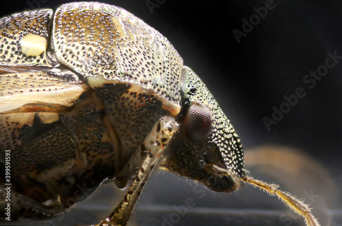 Extreme macro closeup photo of beetles © alansun1stimage