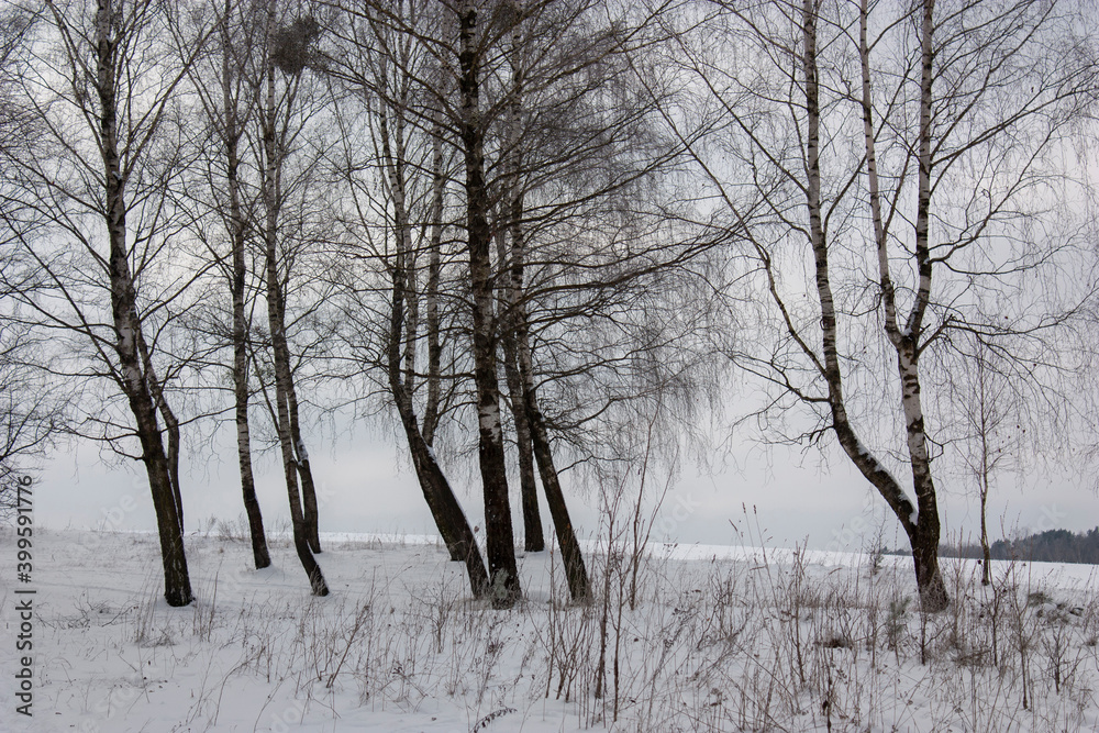 Winter landscape. Birch trees against the background of the evening gray-blue sky. Winter landscape. Birch trees against the background of the evening gray-blue sky.